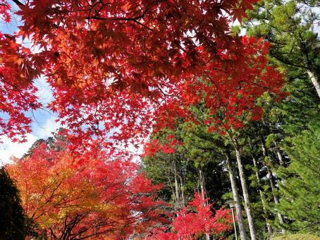秋■紅葉 紅葉,秋,樹木の写真素材