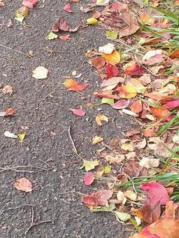 落ち葉の散歩道の写真
