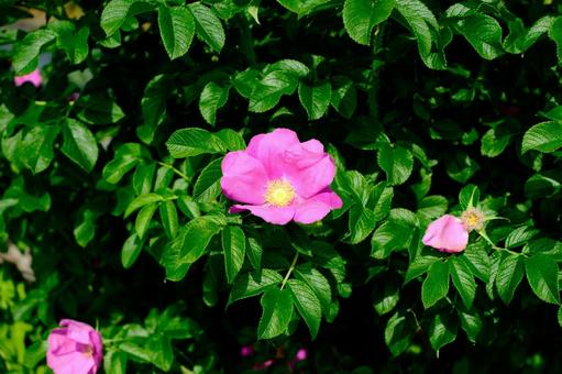 Photo, hermanus, leaf, rose, 