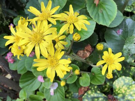 ツワブキ ツワブキ,秋,黄色の写真素材