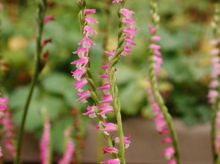 Photo, weed, blooming landscape, kaho, 