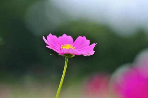 <秋のイメージ>コスモス <秋のイメージ>コスモス 秋桜,コスモス,秋のイメージの写真素材