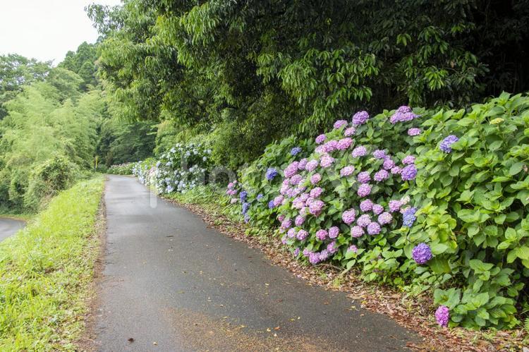 色鮮やかなアジサイ あじさい,紫陽花,紫の写真素材