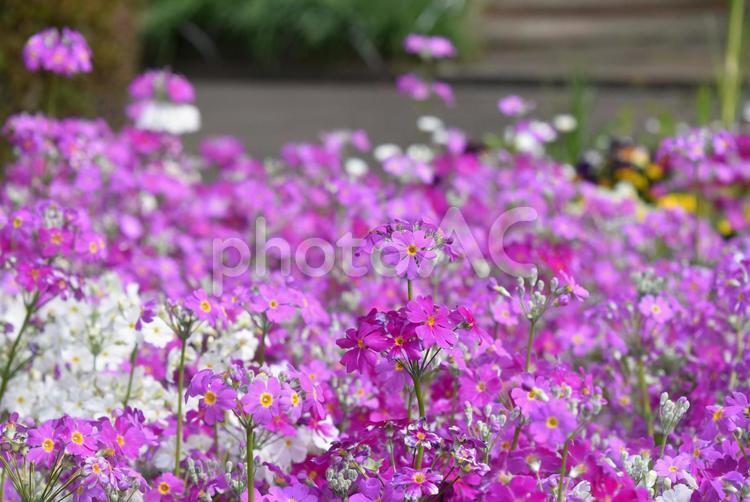 お花畑・サクラソウ あかるい,いやし,うつくしいの写真素材