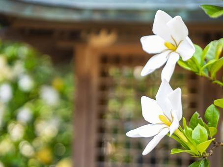 白いくちなしの花 白いくちなしの花 梔子,くちなし,白いの写真素材