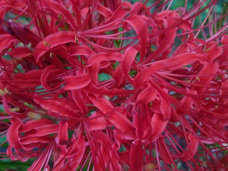 ヒガンバナ(花に接写) ヒガンバナ(花に接写) 秋,彼岸花,曼珠沙華の写真素材