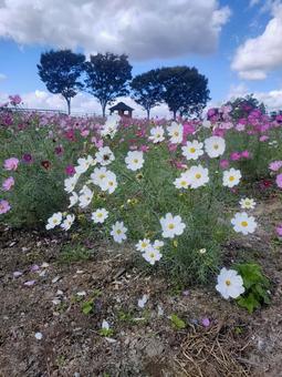 コスモス コスモス,秋の花,青空の写真素材