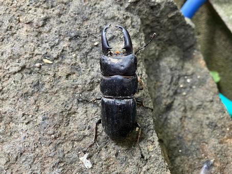野生のヒラタクワガタ 野生のヒラタクワガタ むし,クワガタムシ,ヒラタクワガタの写真素材