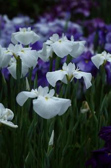 Pass the incense of Edo to now, JPG Pass the incense of Edo to now, plant, flower, iris, JPG
