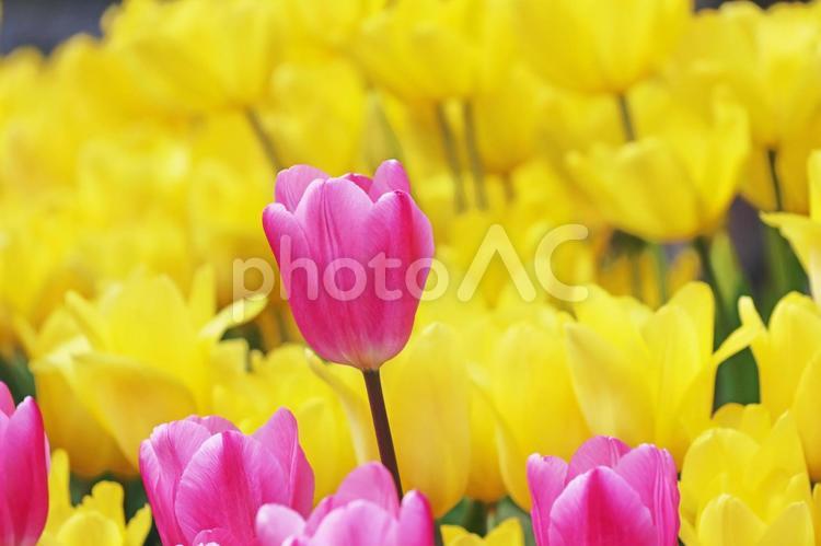 足利フラワーパークのチュ－リップ　66 チューリップ,フラワー,花の写真素材