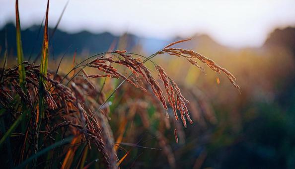 稲穂が実る田園風景 稲穂が実る田園風景の写真
