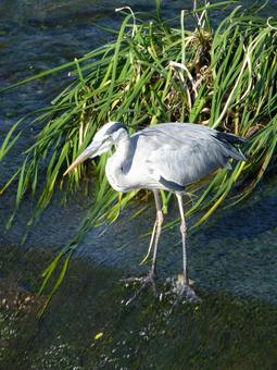 河川の斜面上で獲物を待つアオサギ 河川の斜面上で獲物を待つアオサギ アオサギ,鳥,野鳥の写真素材