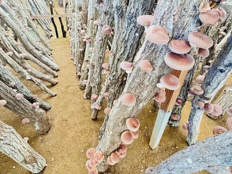 しいたけ しいたけ しいたけ,椎茸,しいたけ狩りの写真素材