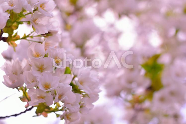 ふんわり桜 4月,さくら,はなびらの写真素材