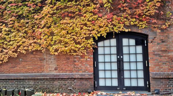 紅葉 蔦,秋,紅葉狩りの写真素材