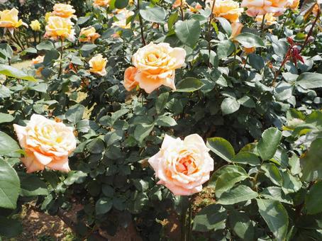 薔薇 薔薇の写真