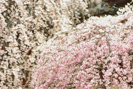 しだれ桜 しだれ桜の写真