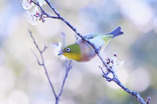 梅の枝に止まるメジロの写真