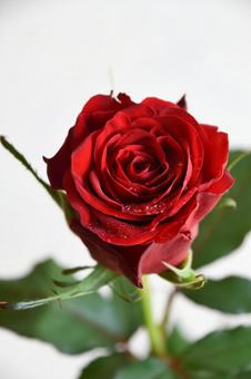 赤い薔薇 赤い薔薇,花,水滴の写真素材