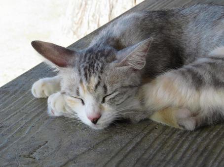 Park cat Naha City, Okinawa Prefecture, JPG Park cat Naha City, Okinawa Prefecture, JPG