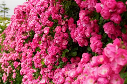 春のバラ(82) 春のバラ(82) 花,バラ,植物の写真素材