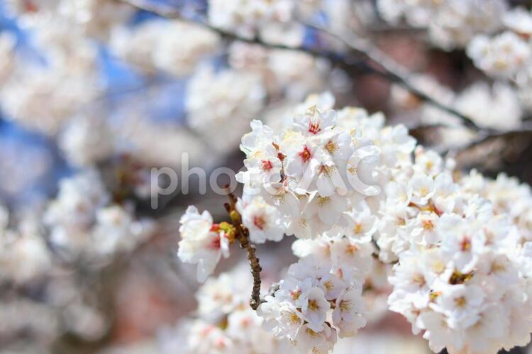 ソメイヨシノ　桜 桜,ソメイヨシノ,春の写真素材