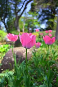 Tulips, JPG Tulips, JPG