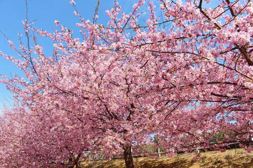 Sakura and blue sky 031, ciliegio, fiori di ciliegio, sakura, JPG