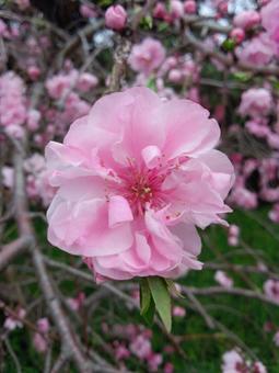 満開のピンクの花 満開のピンクの花の写真