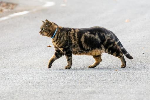 猫(335) 猫,食肉目,ネコ科の写真素材
