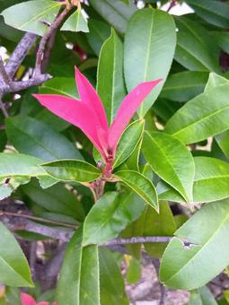 カナメモチの写真