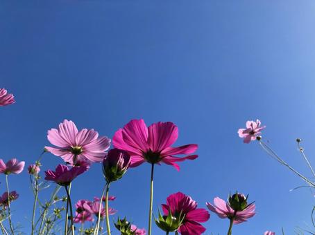 青空とコスモス⑤ 青空とコスモス⑤ コスモス畑,秋桜,ピンクの写真素材