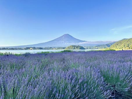 朝の富士山と光を待つラベンダー 富士山,河口湖,ラベンダーの写真素材