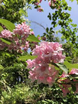 山の中に咲いた花 山の中に咲いた花の写真