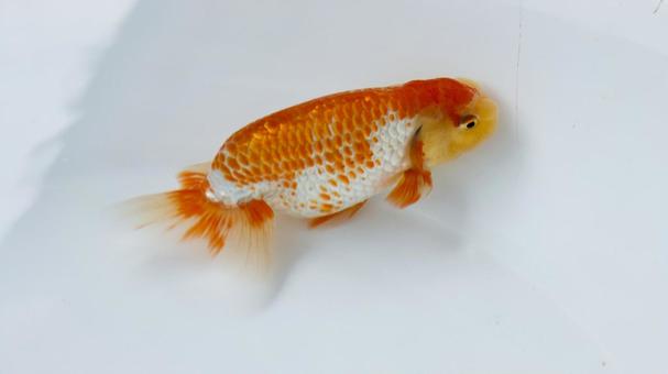 【魚の写真】らんちう(金魚) 【魚の写真】らんちう(金魚) ペット,水槽,魚の写真素材