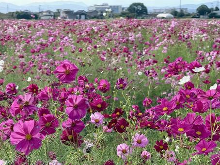 福井県 曇り空と宮ノ下コスモス公苑 福井県 曇り空と宮ノ下コスモス公苑の写真