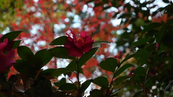 秋の彩りに浮かぶサザンカの花 秋,サザンカ,山茶花の写真素材