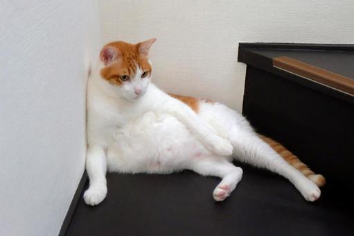 階段と猫_02 猫画像,ねこ写真,階段の写真素材