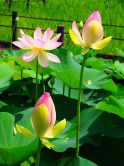 行田―蓮の変化(つぼみ、開きかけ、開花) 行田―蓮の変化(つぼみ、開きかけ、開花)の写真