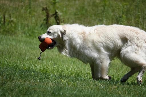 The Retrievers The Retrieversの写真