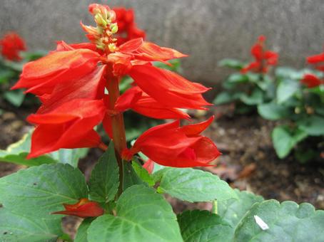 花 花の写真