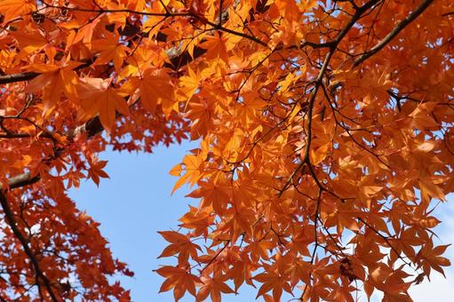 もみじ 秋,もみじ,赤の写真素材