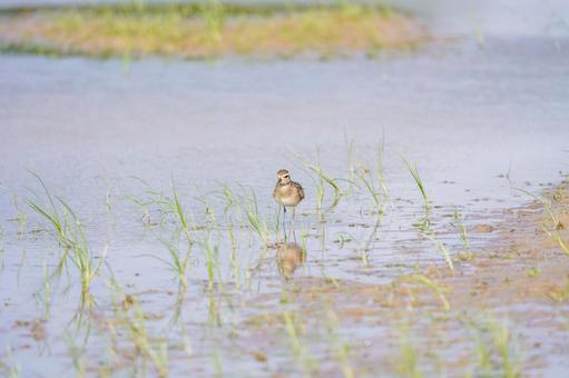 ムナグロ ムナグロの写真