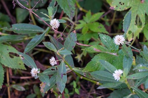 ナガエツルノゲイトウ ナガエツルノゲイトウ,長柄蔓野鶏頭,ナデシコ目の写真素材