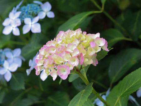 Hydrangea, JPG Hydrangea, JPG