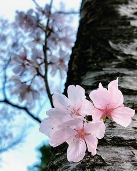 春色 春色の写真
