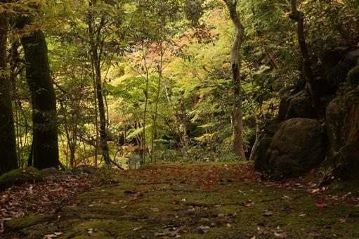 山道 山道,落ち葉,自然の写真素材