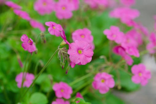 可憐なオキザリス・ボーウィーの花 可憐なオキザリス・ボーウィーの花の写真