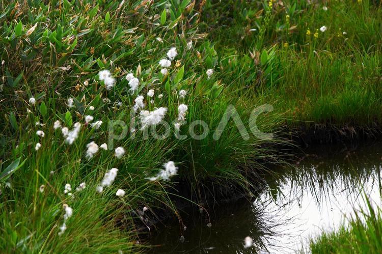 ワタスゲと池塘 ワタスゲ,綿毛,植物の写真素材