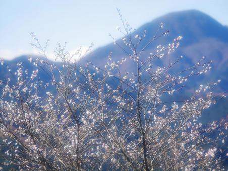 桜山公園の冬桜 冬桜,桜,秋の写真素材